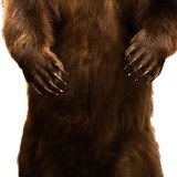 Alaskan Full Body Standing Brown Bear - 6 of 8