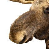 Shiras Moose Shoulder Mount - 5 of 6
