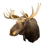 Shiras Moose Shoulder Mount - 3 of 6