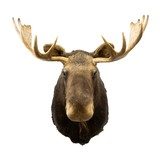 Shiras Moose Shoulder Mount - 2 of 6