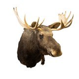 Shiras Moose Shoulder Mount - 1 of 6