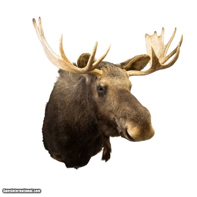 Shiras Moose Shoulder Mount