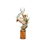 African Gemsbok and Impala Mount - 4 of 5