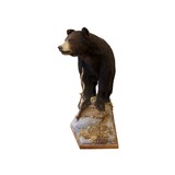 Black Bear Full Mount - 3 of 4