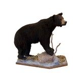 Black Bear Full Mount - 1 of 4