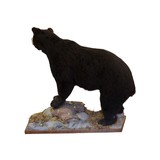 Black Bear Full Mount - 2 of 4