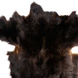Black Bear Hide - 3 of 6