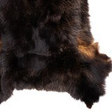 Black Bear Hide - 5 of 6