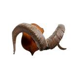 Stone Sheep Horns - 3 of 5