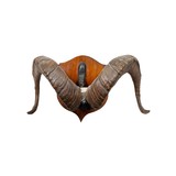 Stone Sheep Horns - 1 of 5