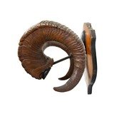 Stone Sheep Horns - 4 of 5