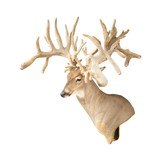 Monster Non-Typical Whitetail Mount - 2 of 4