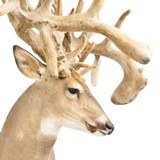 Monster Non-Typical Whitetail Mount - 4 of 4