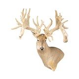 Monster Non-Typical Whitetail Mount - 1 of 4