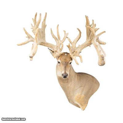 Monster Non-Typical Whitetail Mount