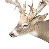 Non-Typical Whitetail Mount - 4 of 4