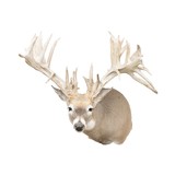 Non-Typical Whitetail Mount - 1 of 4