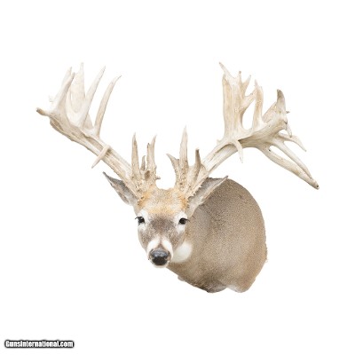 Non-Typical Whitetail Mount