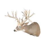 Non-Typical Whitetail Mount - 2 of 4