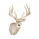 Non-Typical Whitetail Mount - 1 of 4