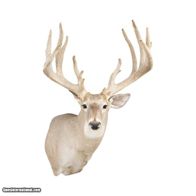 Non-Typical Whitetail Mount