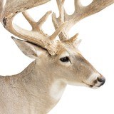 Non-Typical Whitetail Mount - 4 of 4
