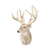 Non-Typical Whitetail Mount - 3 of 4