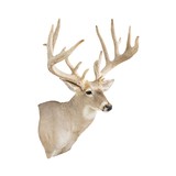 Non-Typical Whitetail Mount - 2 of 4