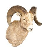 Record Book Rocky Mountain Bighorn - 2 of 5
