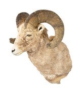 Record Book Rocky Mountain Bighorn - 3 of 5
