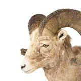 Record Book Rocky Mountain Bighorn - 4 of 5
