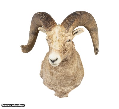 Record Book Rocky Mountain Bighorn