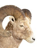 Record Book Rocky Mountain Bighorn - 5 of 5