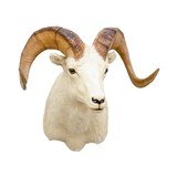North American Sheep Grand Slam Shoulder Mounts - 2 of 17