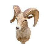 North American Sheep Grand Slam Shoulder Mounts - 6 of 17