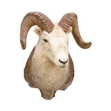 North American Sheep Grand Slam Shoulder Mounts - 14 of 17