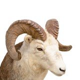 North American Sheep Grand Slam Shoulder Mounts - 16 of 17