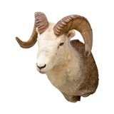 North American Sheep Grand Slam Shoulder Mounts - 15 of 17