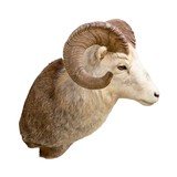 North American Sheep Grand Slam Shoulder Mounts - 17 of 17