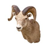 North American Sheep Grand Slam Shoulder Mounts - 11 of 17