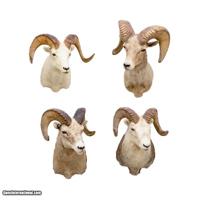 North American Sheep Grand Slam Shoulder Mounts