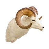 North American Sheep Grand Slam Shoulder Mounts - 5 of 17