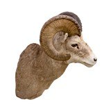 North American Sheep Grand Slam Shoulder Mounts - 13 of 17