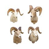 North American Sheep Grand Slam Shoulder Mounts - 1 of 17