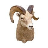 North American Sheep Grand Slam Shoulder Mounts - 10 of 17