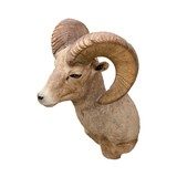 North American Sheep Grand Slam Shoulder Mounts - 7 of 17
