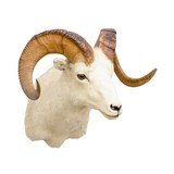 North American Sheep Grand Slam Shoulder Mounts - 4 of 17