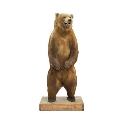 Alaska Brown Bear Full Body Mount