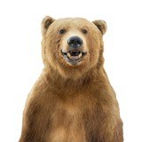 Alaska Brown Bear Full Body Mount - 5 of 7