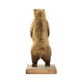 Alaska Brown Bear Full Body Mount - 4 of 7